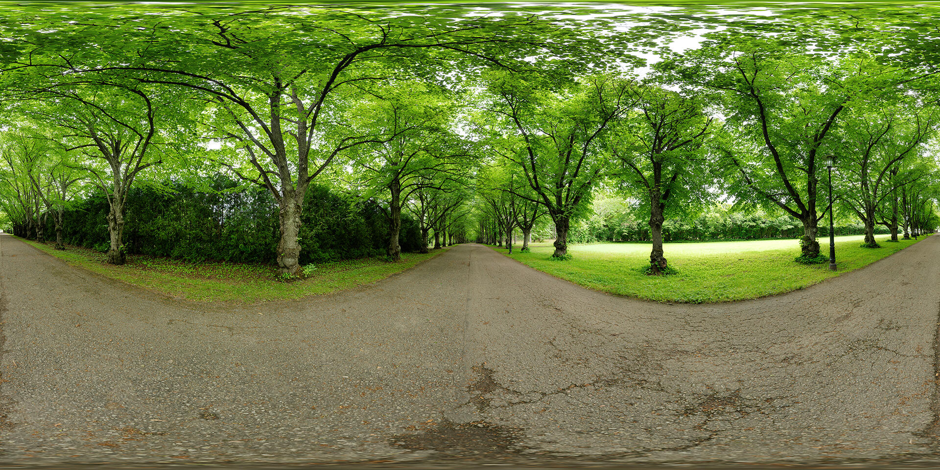 HDRI-panorama-of-alley-of-trees-in-a-park