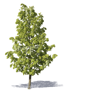 cut out young linden tree