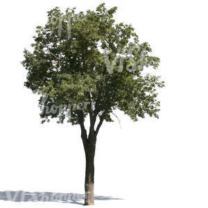 cut out medium ash tree