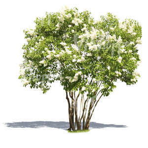 cut out blooming white lilac
