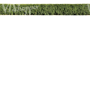 cut out deciduous hedge