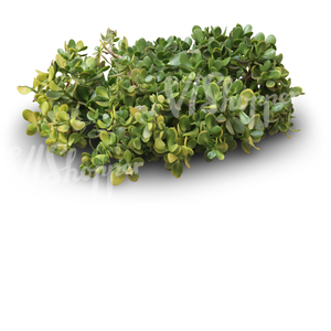 cut out small tropical plant