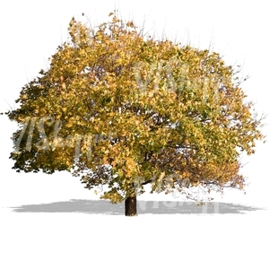 cut out maple in autumn