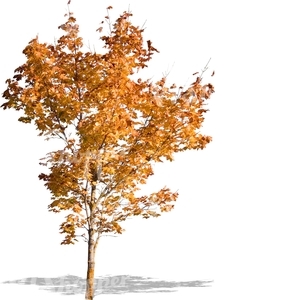 small tree with autumn leaves