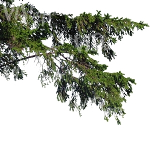cut out spruce branch