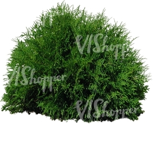 cut out small round thuja