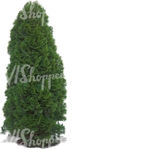 cut out big thuja