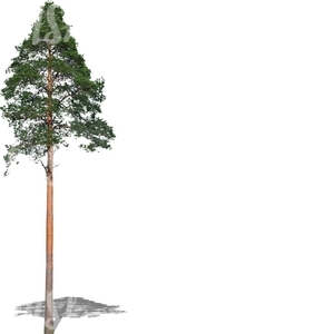 cut out tall evergreen tree