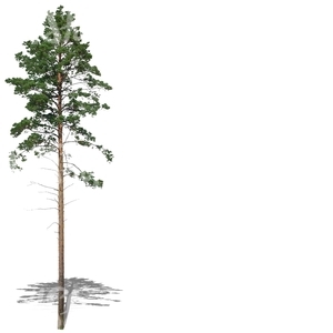 cut out tall and thin pine tree