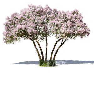 cut out big lilac in full bloom