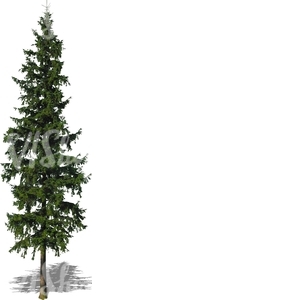 cut out tall spruce