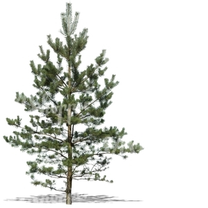 cut out young pine tree