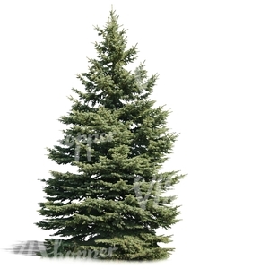 cut out medium fir