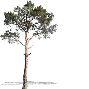 cut out medium pine tree