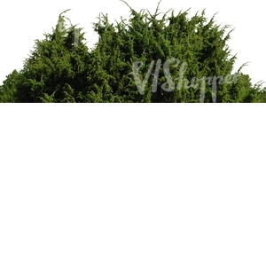 cut out branch of juniper