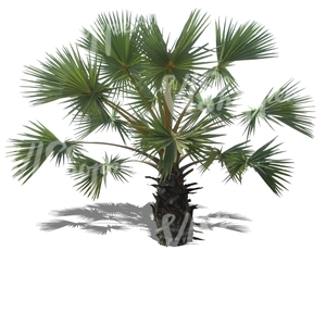 cut out medium palm tree