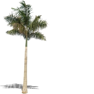 cut out big palm