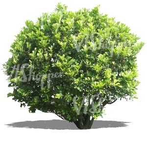 cut out big round bush