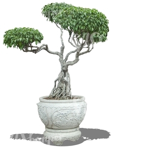 cut out asian tree in a decorative pot