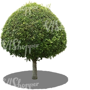 cut out round tropical tree