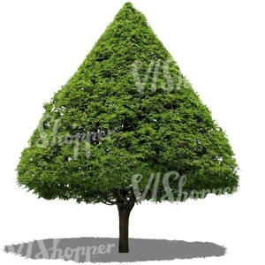 cut out conical tree