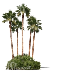 cut out group of palm trees