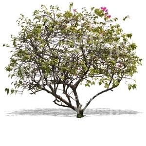 cut out bush with small leaves