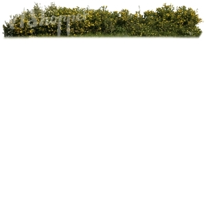 cut out hedge with yellow blossoms
