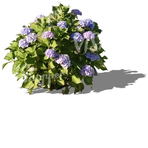 cut out small plant with blue blossoms