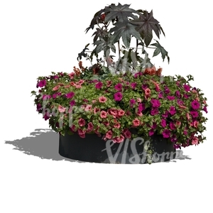 big bunch of flowers in a pot