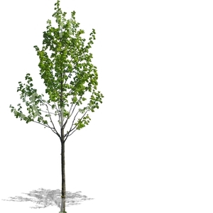 cut out small tree in spring