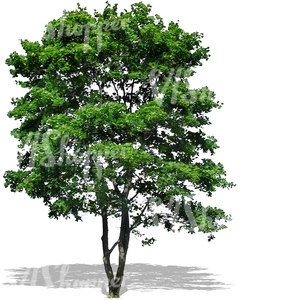 cut out deciduous tree