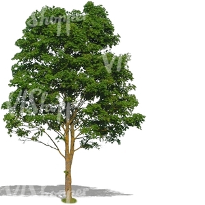 cut out big deciduous tree