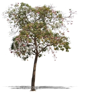 cut out tropical tree with pink blossoms