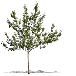 cut out small tree in spring