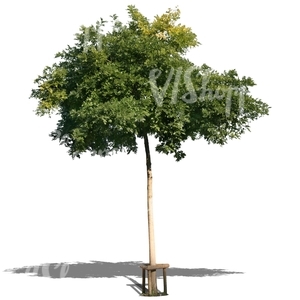 cut out young ash tree with a support crate