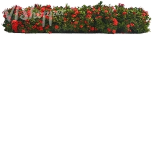 hedge with red blossoms