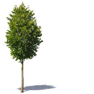 cut out small deciduous tree