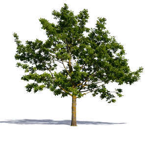 cut out oak with sparse foliage