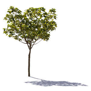 cut out small backlit tree