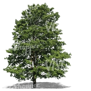cut out big maple tree