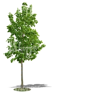 cut out small linden tree