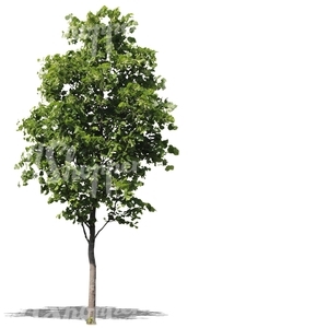 cut out small linden tree with blossoms