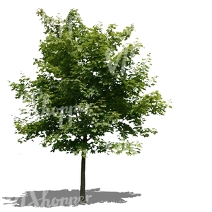 cut out little maple tree