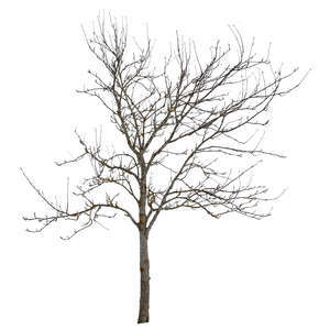 cut out bare tree