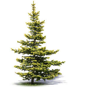 small light green spruce
