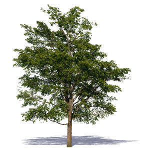 cut out big deciduous tree