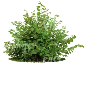 small cut out bush in shadow