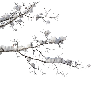 cut out branch covered with snow