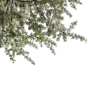 tree branch full of blossoms
